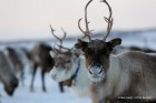 reindeer11200